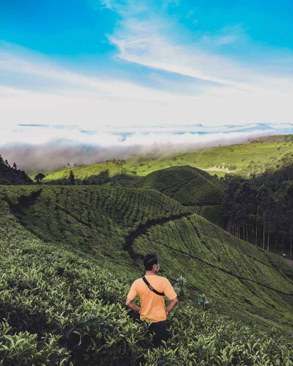 Kebun Teh Kaligua (instagram.com/jametalas)