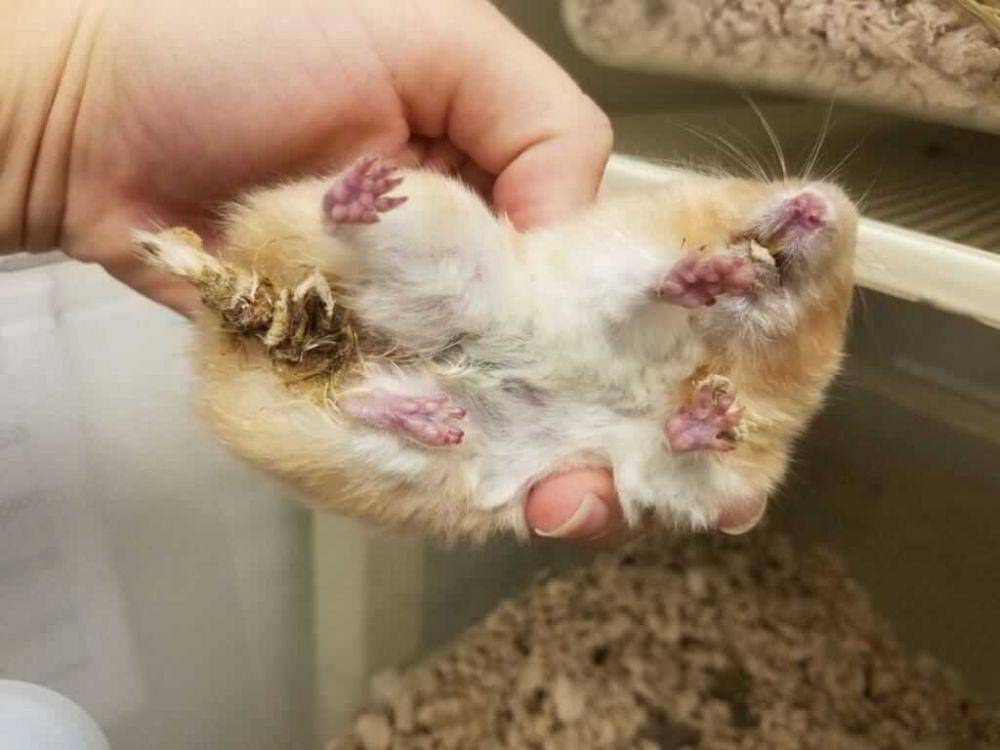 ilustrasi ekor basah pada hamster (investigations.peta.org)