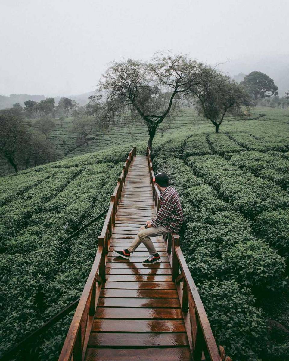 Kebun Teh Wonosari (instagram.com/wahyuteguh99)