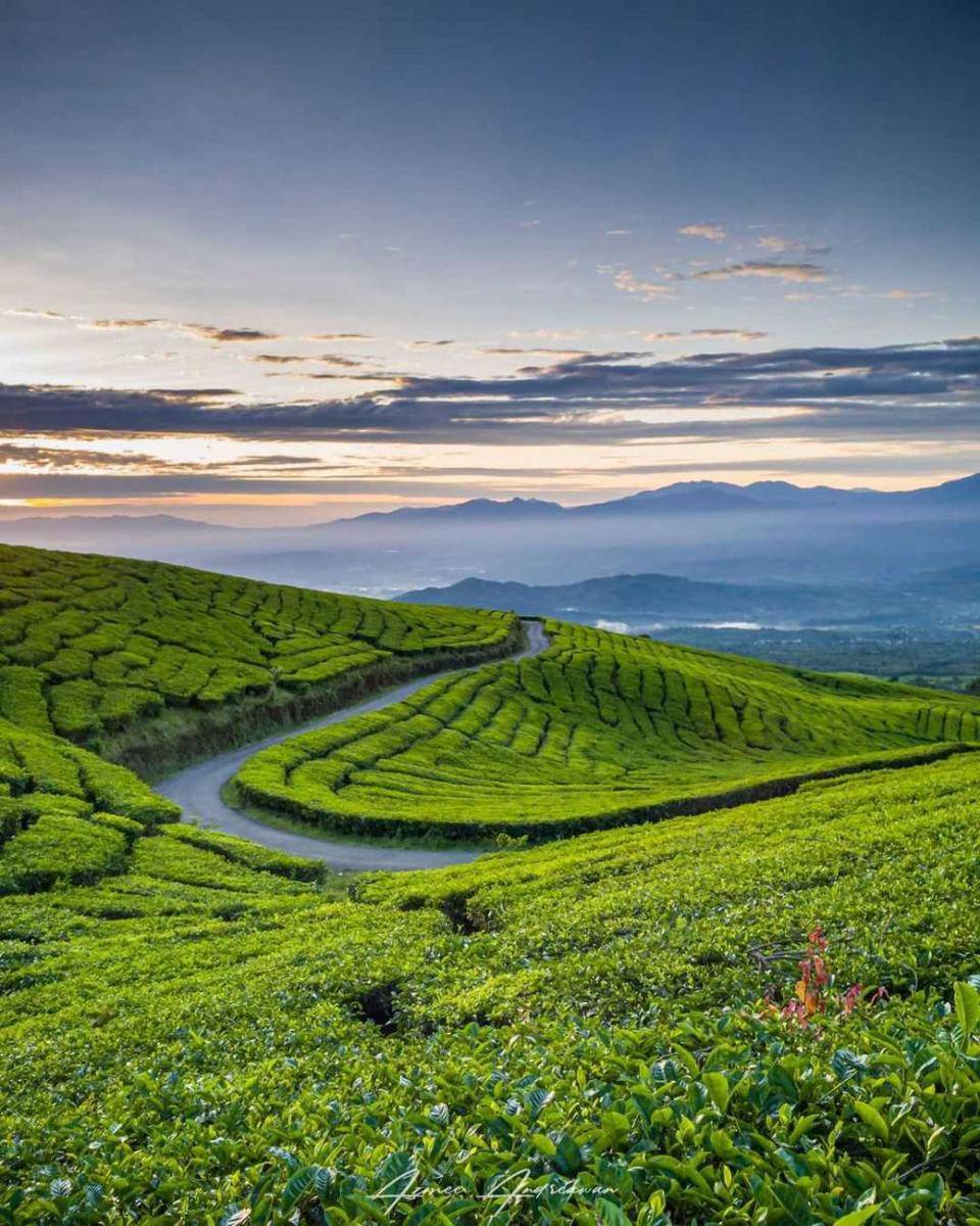 Kebun Teh Dempo (instagram.com/azmee_andreawan)