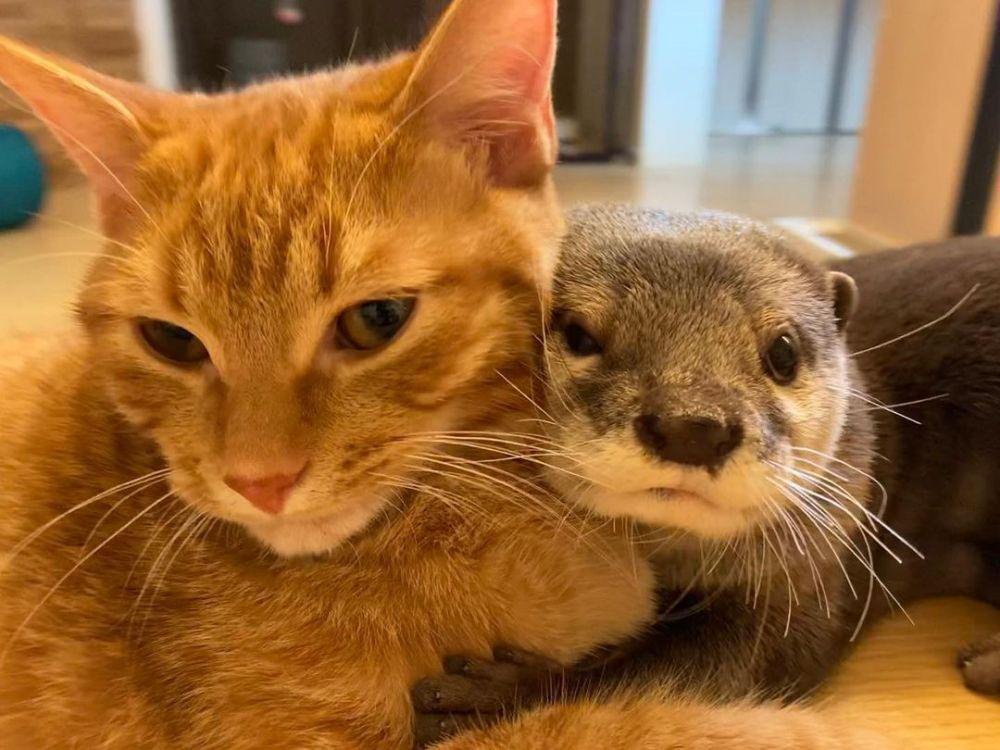 9 Potret Imut Persahabatan Otter dan Kucing Bernama Sakura dan Mochi