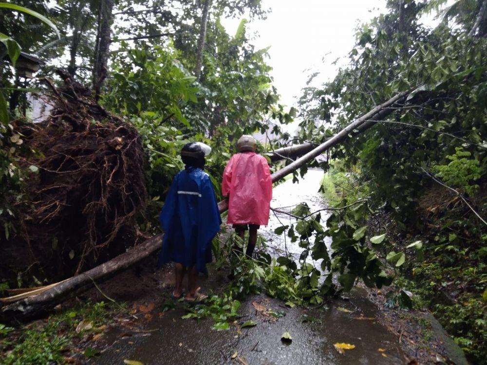 Hujan Deras di Klungkung Menyebabkan Pohon Tumbang dan Jembatan Jebol