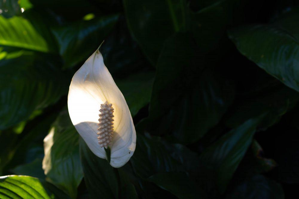 6 Tips Merawat Peace Lily yang Mudah untuk Kamu Terapkan