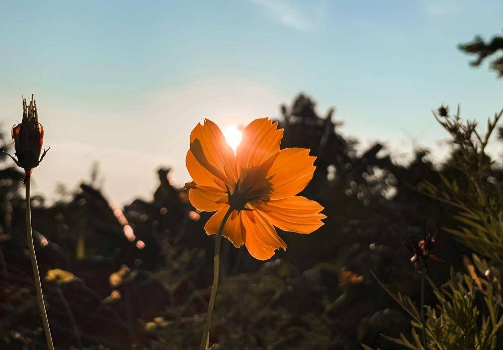Ilustrasi bunga yang mekar (unsplash.com/@pkar57)