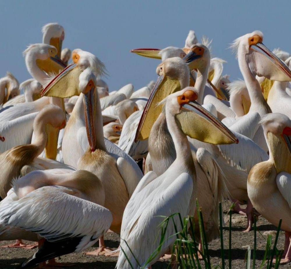 Djoudj National Bird Sanctuary (instagram.com/garpswelt)
