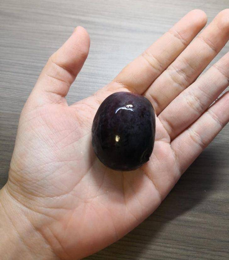 potret sebuah anggur dengan ukuran raksasa (reddit.co/Anoncatpizza)