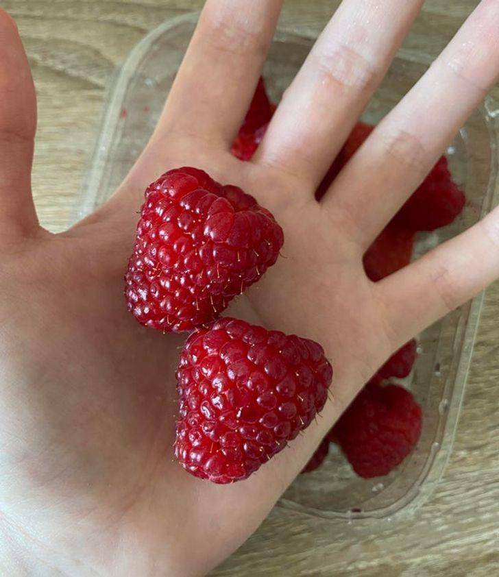 potret raspberry dengan ukuran raksasa (reddit.com/bostonlettuce)