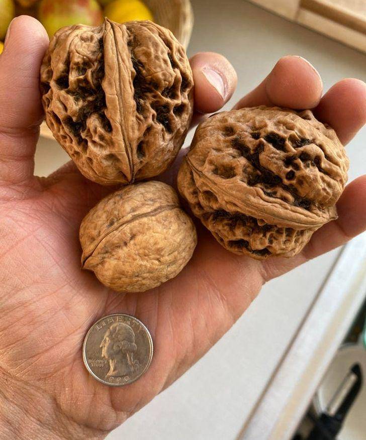 potret kacang kenari dengan ukuran raksasa (reddit.com/Dichaelmavis)