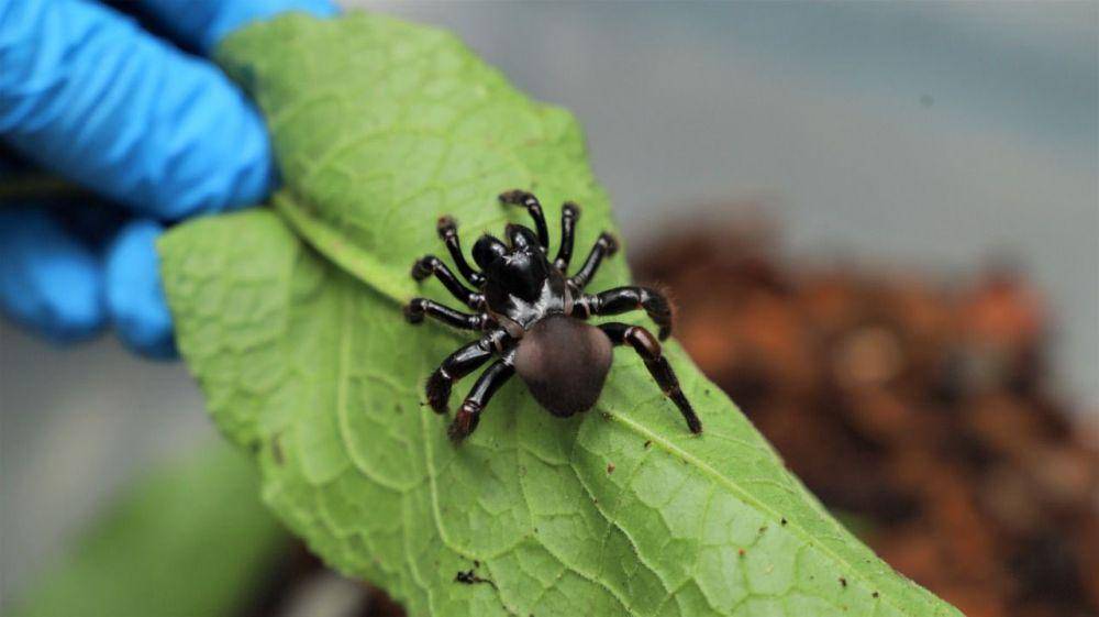 Seekor tarantula yang hendak diselundupkan ke Jerman. (twitter.com/colinita)