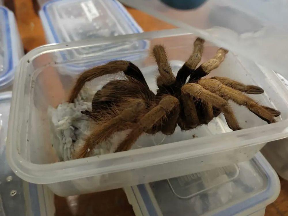 Kolombia: Bawa Ratusan Tarantula, 2 WN Jerman Ditangkap
