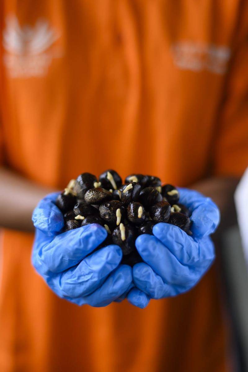 Topaz, benih kelapa sawit unggulan Asian Agri. (asianagri.com)