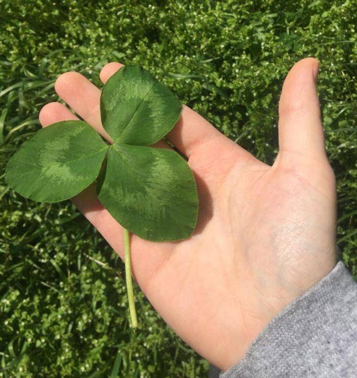 potret clover dengan ukuran raksasa (reddit.com/theworldwasturning)