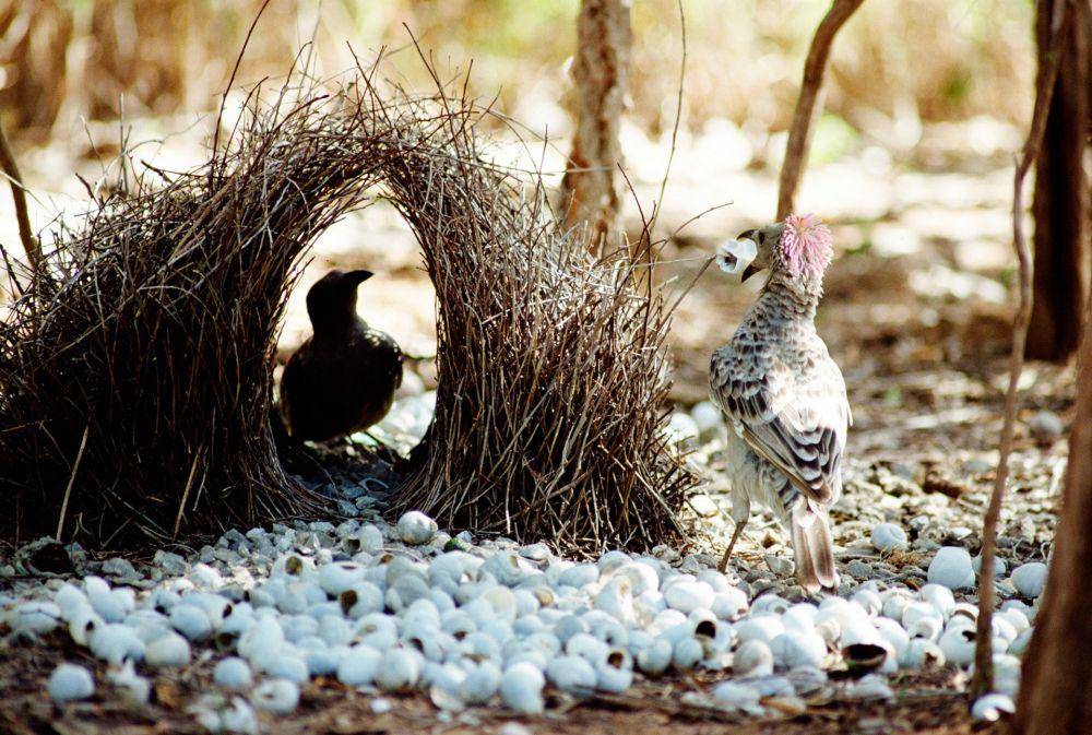 Kompleksitas kehidupan pasangan burung bower. (wired.com)
