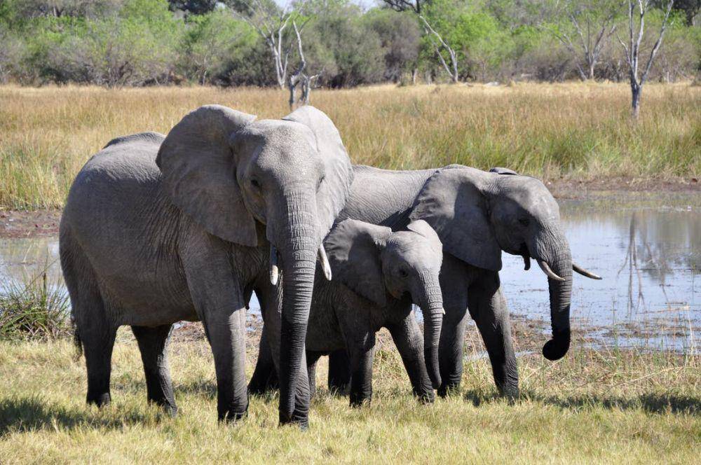 Gajah di alam liar punya kebiasaan unik. (pexels.com/Pixabay)