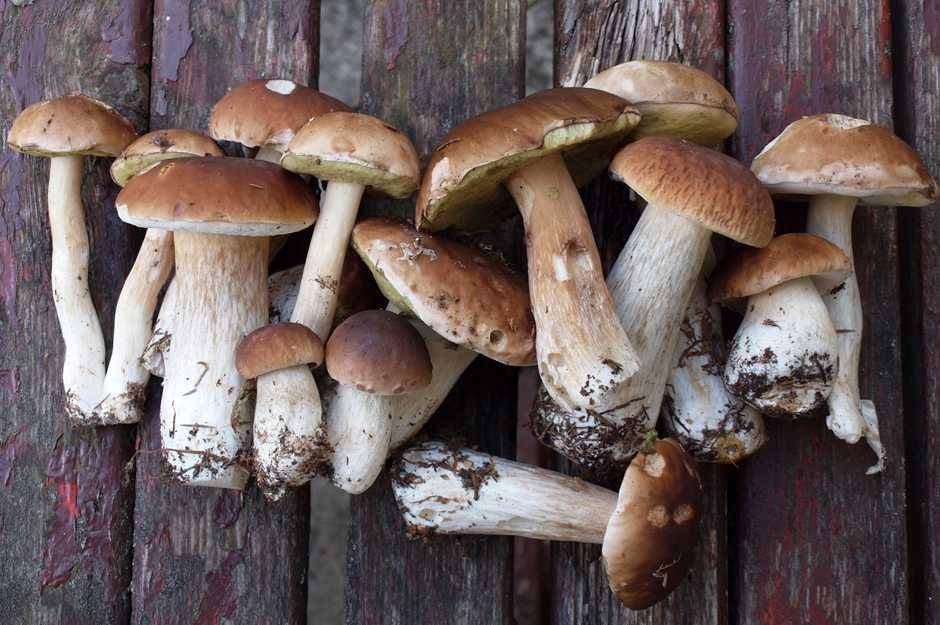 Ilustrasi jamur porcini (italian-feelings.com)