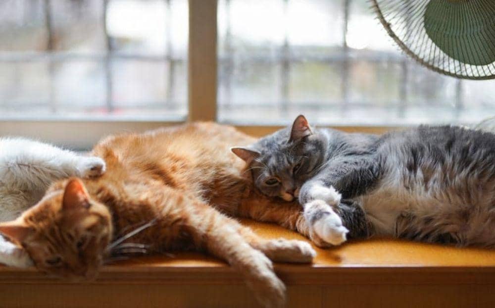 Ilustrasi kucing sedang tidur (pexels.com/Cats Coming)