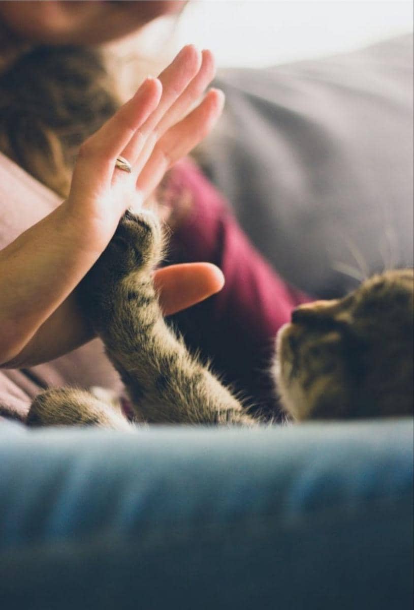 Ilustrasi kucing high five (pexels.com/Snapwire)