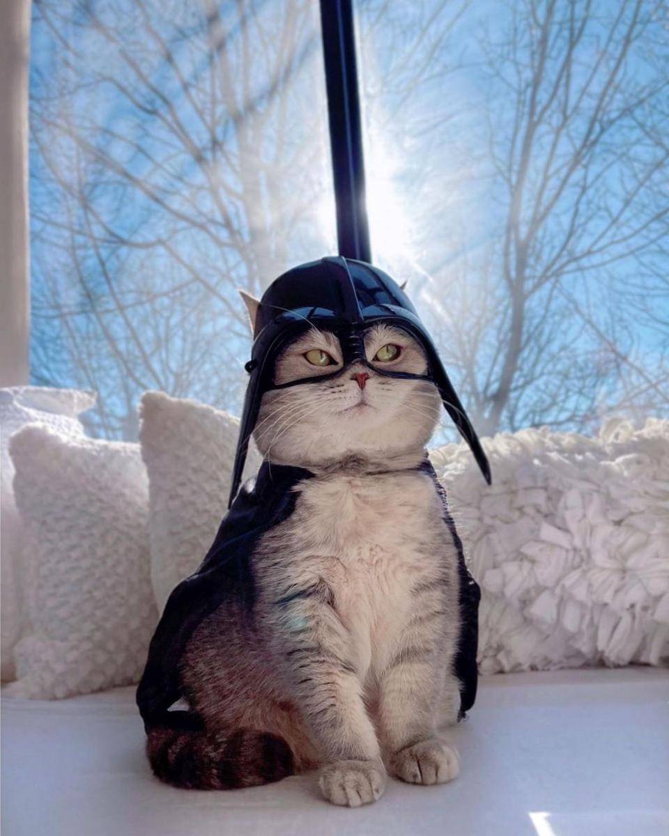 Kucing Benson memakai kostum Darth Vader (Instagram.com/a_street_cat_named_benson/)