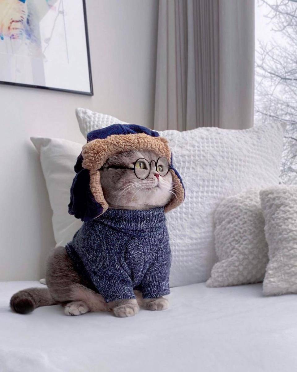 Kucing Benson memakai baju musim dingin (Instagram.com/a_street_cat_named_benson/)