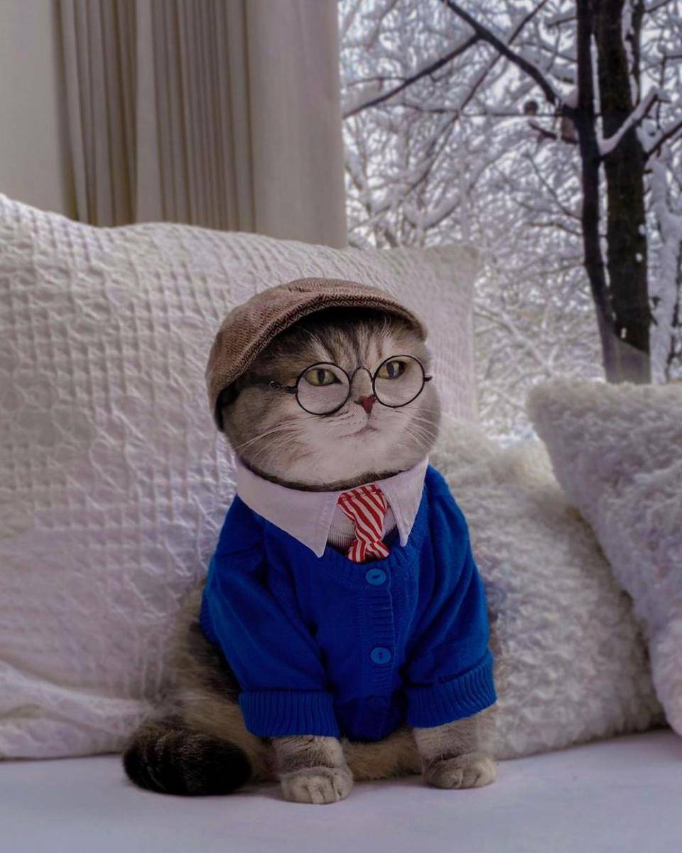 Kucing Benson memakai baju sekolah (Instagram.com/a_street_cat_named_benson/)