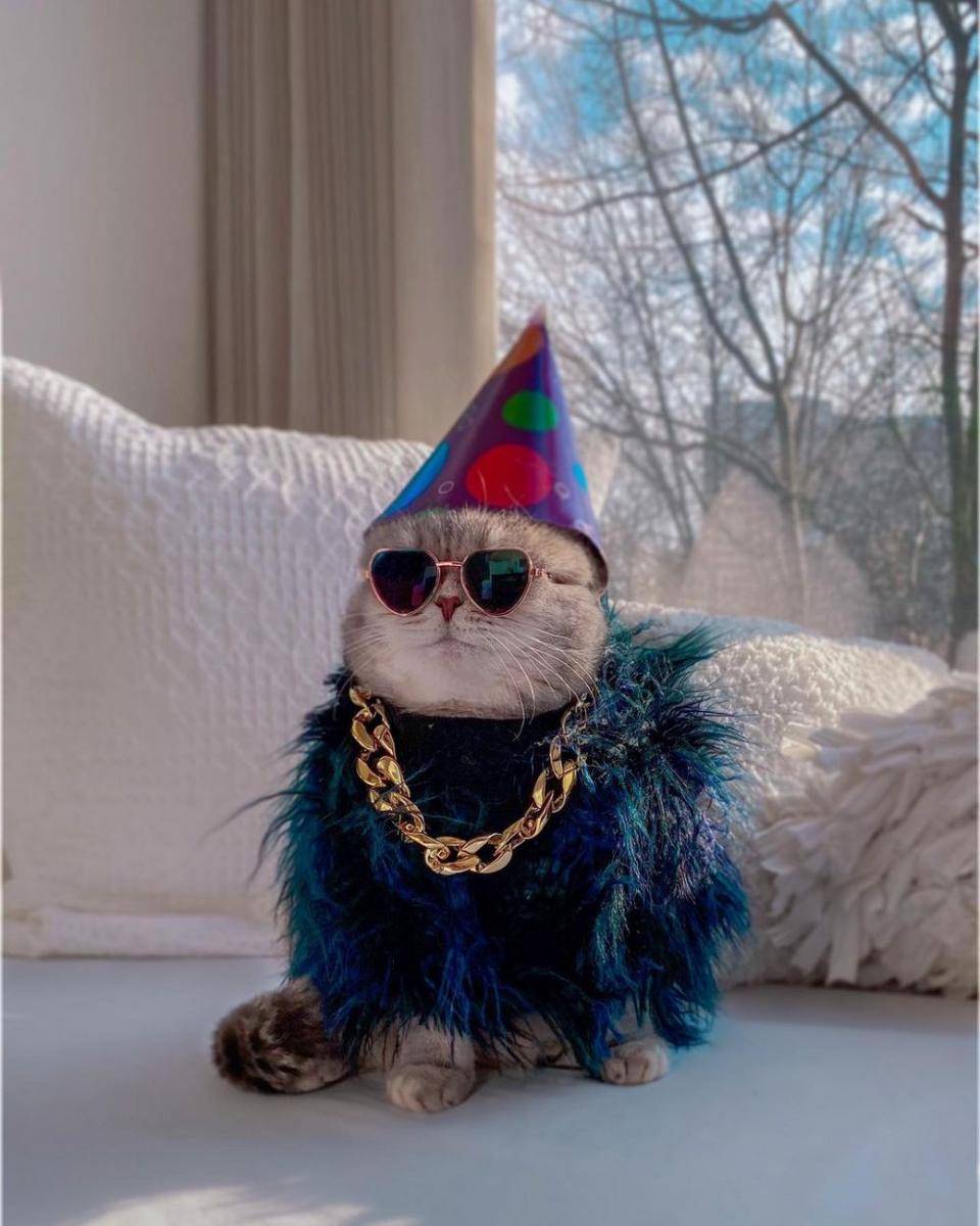 Kucing Benson memakai baju pesta (Instagram.com/a_street_cat_named_benson/)