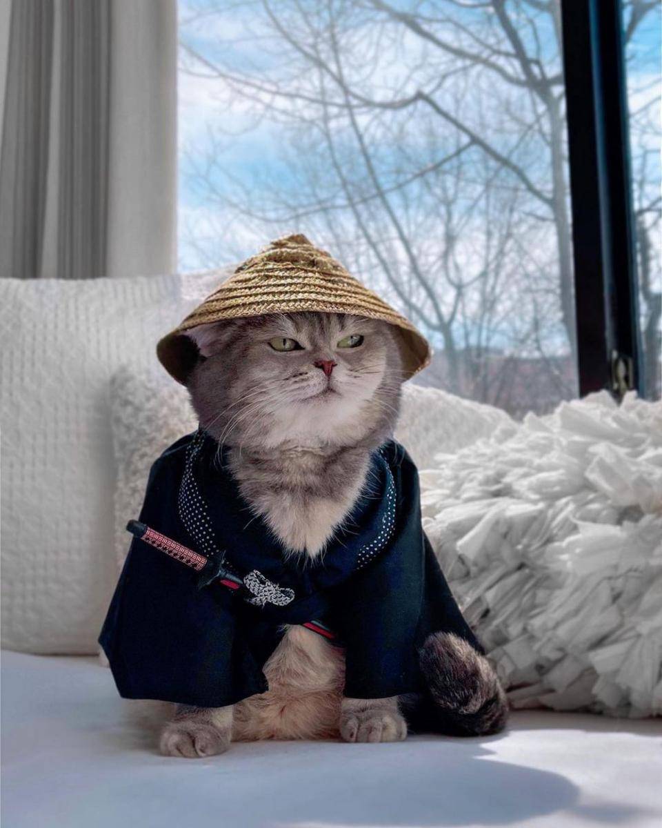 Kucing Benson memakai baju samurai (Instagram.com/a_street_cat_named_benson/)