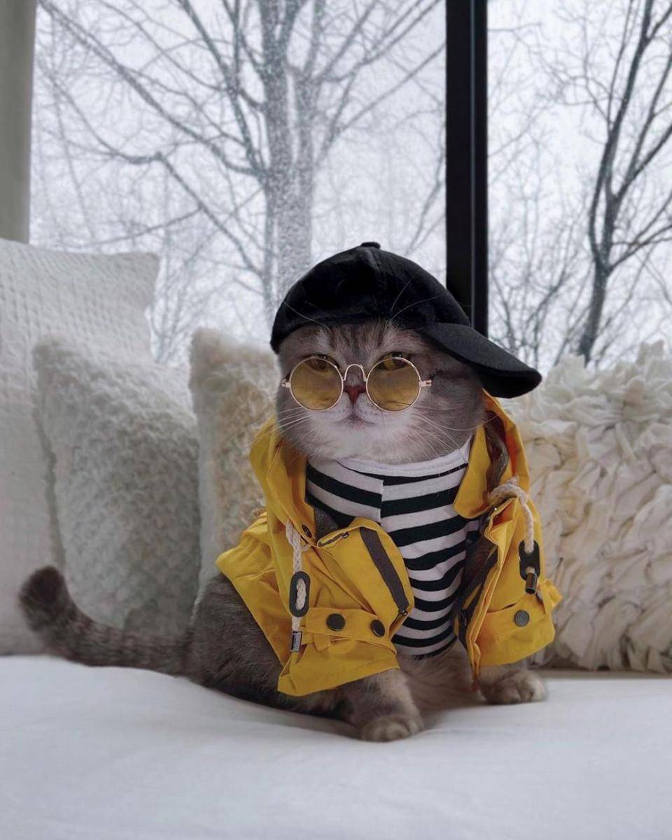 Kucing Benson gaya SWAG (Instagram.com/a_street_cat_named_benson/)