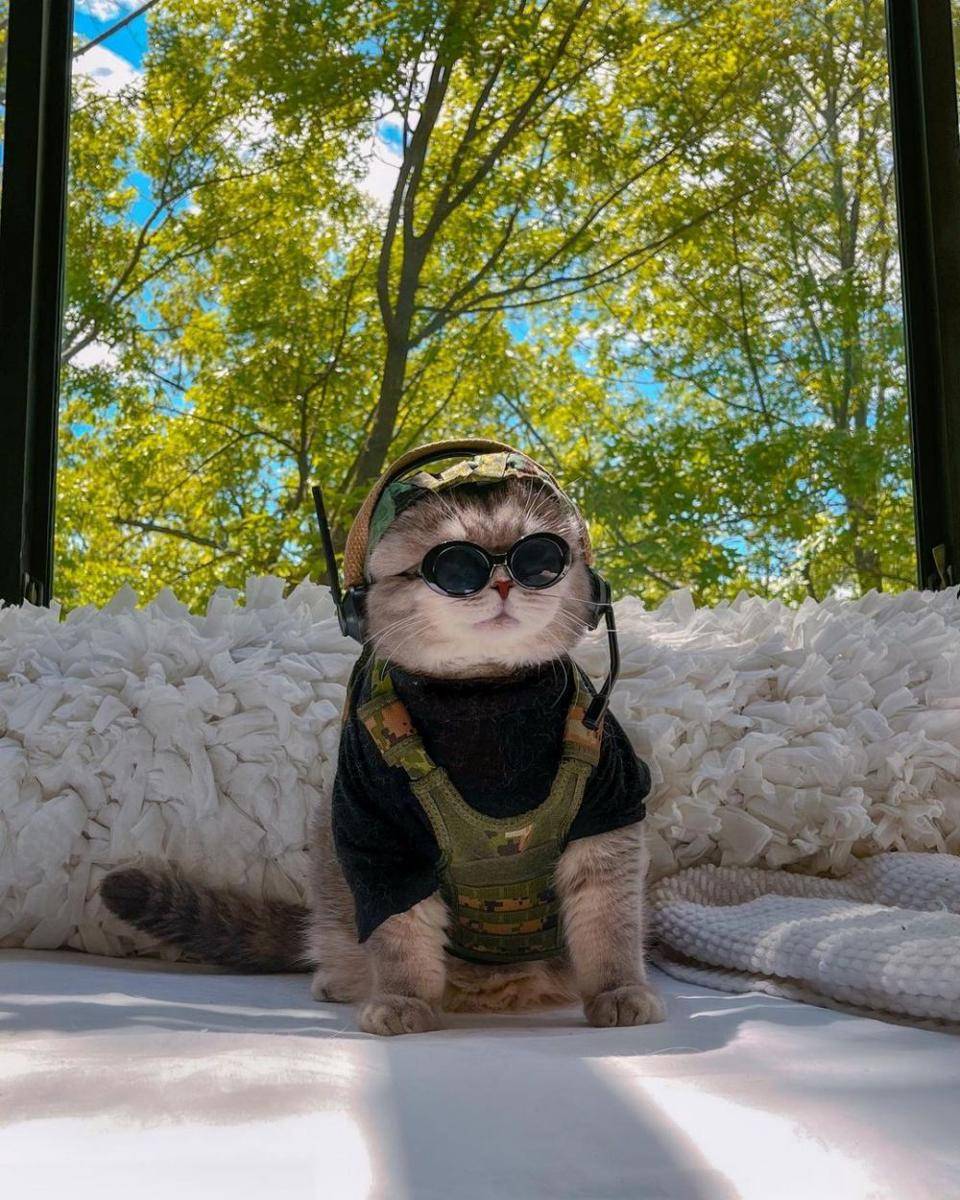 Kucing Benson memakai kostum army (Instagram.com/a_street_cat_named_benson/)