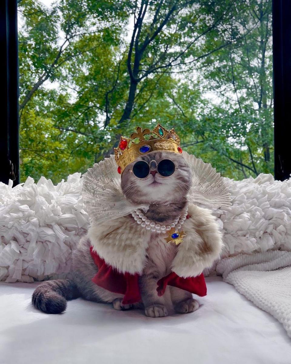 9 Potret Benson, 'Selebgram' Kucing Terkenal nan Stylish dari Amerika
