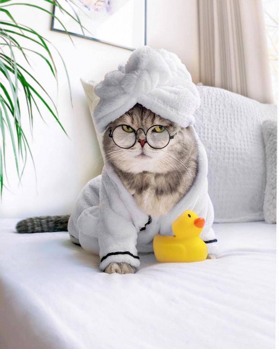 Kucing Benson memakai baju mandi (Instagram.com/a_street_cat_named_benson/)