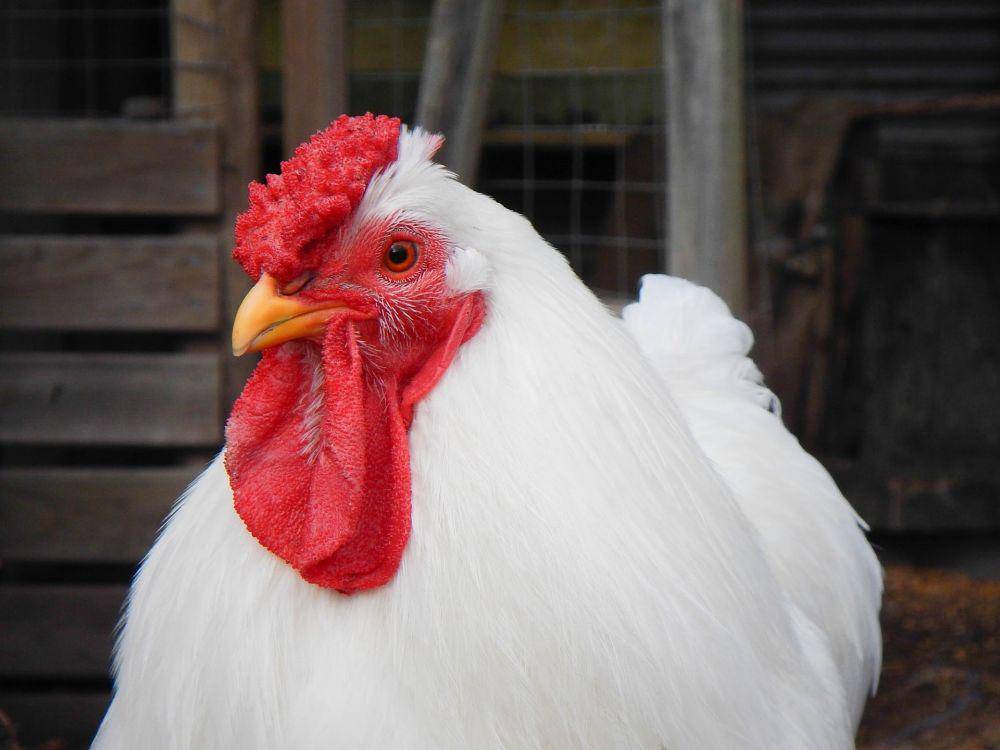 ilustrasi ayam putih (pixabay.com/Elisabetta Daniele)
