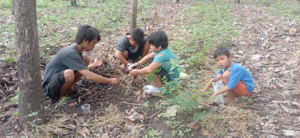 Warga Tuban berburu entung atau kepompong di hutan jati Desa Pakah, Kecamatan Semanding. IDN Times/Imron