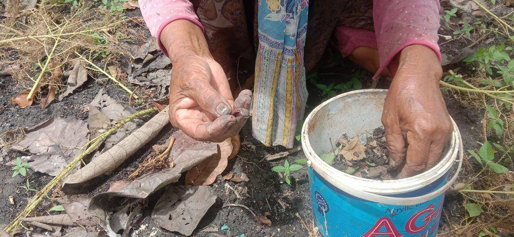 Warga Tuban berburu entung atau kepompong di hutan jati Desa Pakah, Kecamatan Semanding. IDN Times/Imron