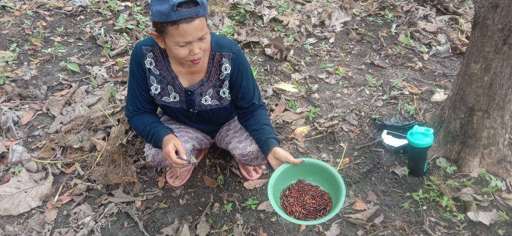 Warga Tuban berburu entung atau kepompong di hutan jati Desa Pakah, Kecamatan Semanding. IDN Times/Imron
