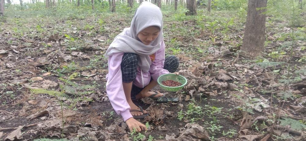 Serunya Berburu Kepompong Jati di Hutan Pakah Tuban