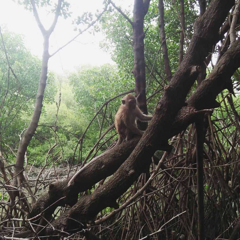 Suaka Margasatwa Muara Angke (instagram.com/itz.lylyn)