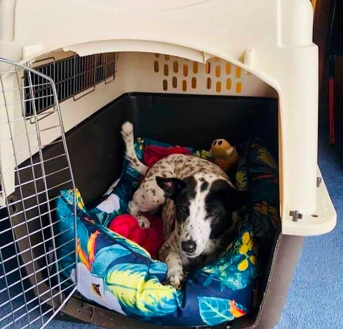 Munchkin, anjing yang hendak dipulangkan dari Selandia Baru dengan menyewa jet pribadi (Instagram/milliondollarmunchkin)