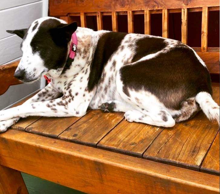 Munchkin, anjing yang hendak dipulangkan dari Selandia Baru dengan menyewa jet pribadi (Instagram/milliondollarmunchkin)