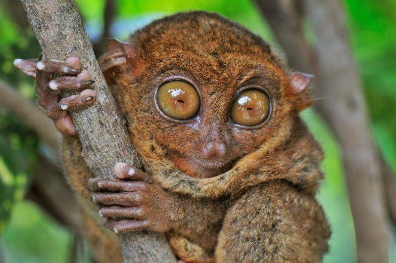 potret tarsius (britannica.com)