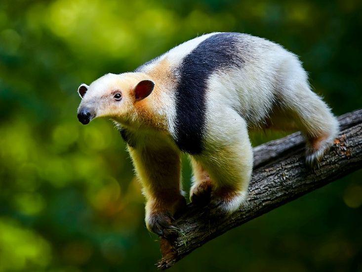 5 Nama Hewan Huruf T yang Jarang Diketahui, Tahu Tamandua?