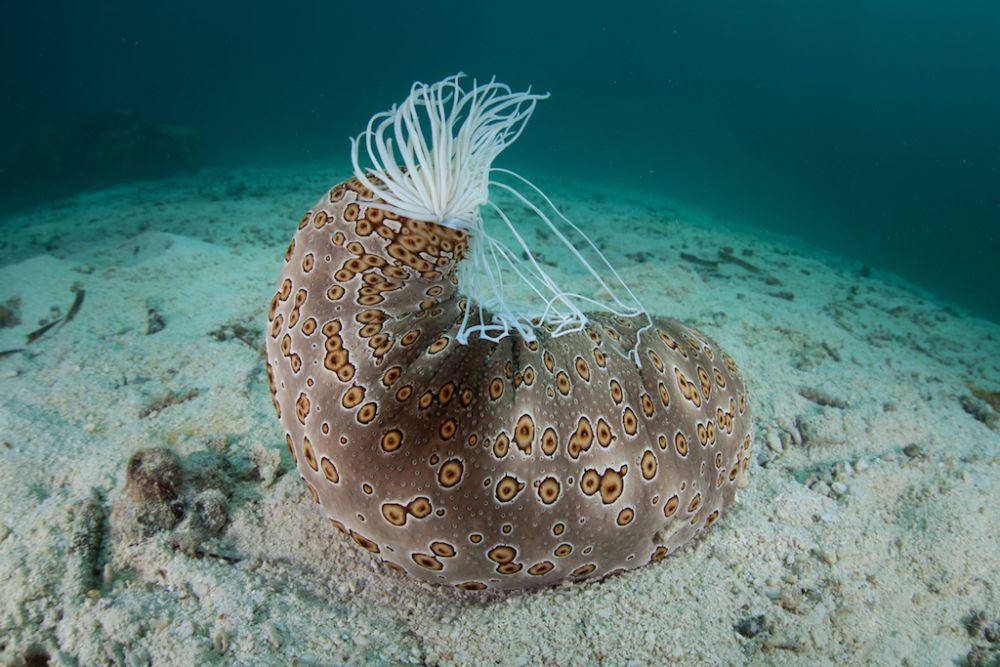 potret teripang (livescience.com)