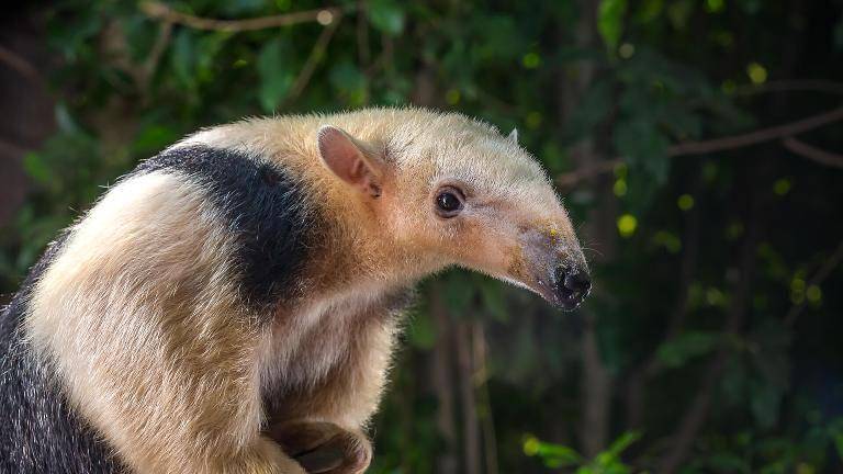 potret tamandua (sandiegozoo.org)