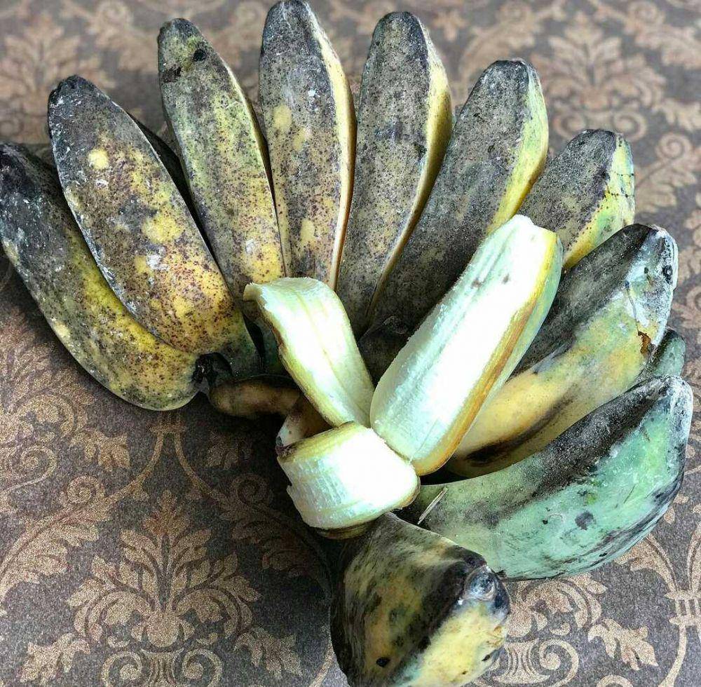 ilustrasi pisang kepok (instagram.com/makmon5)