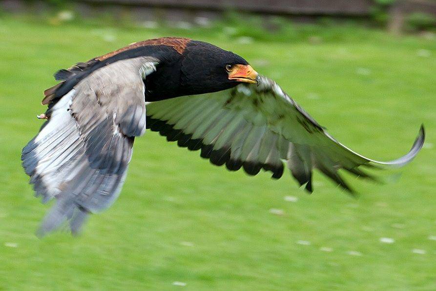 Seekor bateleur terbang rendah. (commons.wikimedia.org/Tony Hisgett)