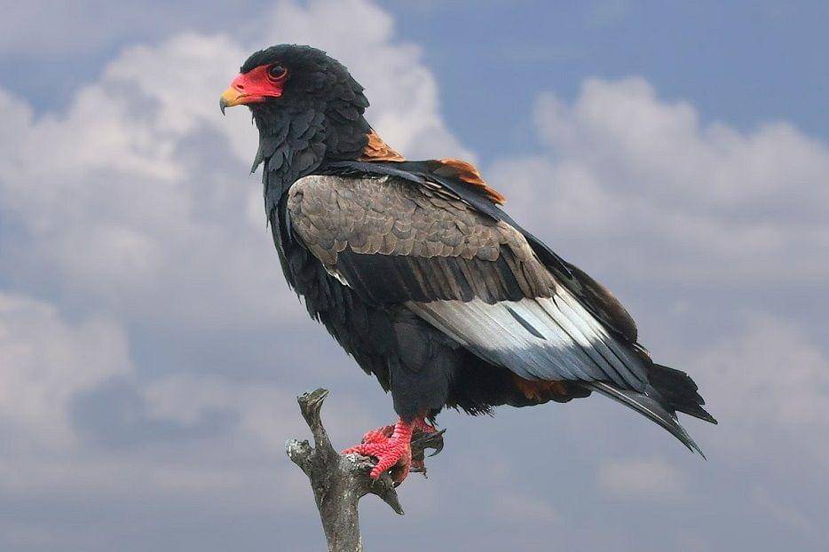 Seekor elang bateleur di Taman Nasional Kruger, Afrika Selatan. (commons.wikimedia.org/Derek Keats)