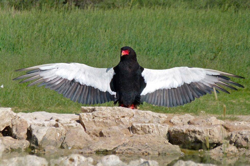 Seekor bateleur merentangkan sayap lebarnya untuk berjemur. (commons.wikimedia.org/Bernard DUPONT)