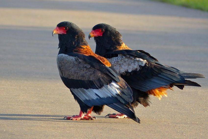 Sepasang bateleur berdiri di tengah jalan Taman Nasional Kruger, Afrika Selatan. (commons.wikimedia.org/Bernard DUPONT)