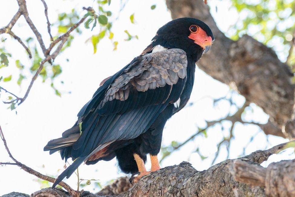 Seekor bateleur di atas dahan pohon. (commons.wikimedia.org/Stephen Temple)