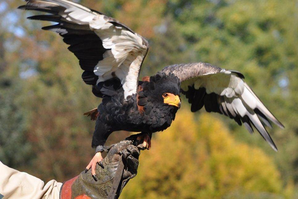 Seekor bateleur bersiap terbang di Taman Burung Walsrode, Jerman. (commons.wikimedia.org/Quartl)