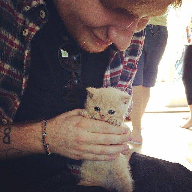Ed Sheeran bersama kucing kesayangannya. (instagram.com/teddysphotos/)